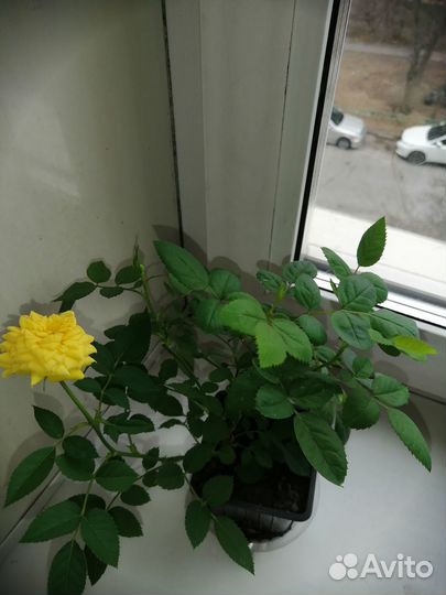 Роза комнатная