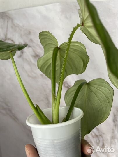 Филодендрон Мамей