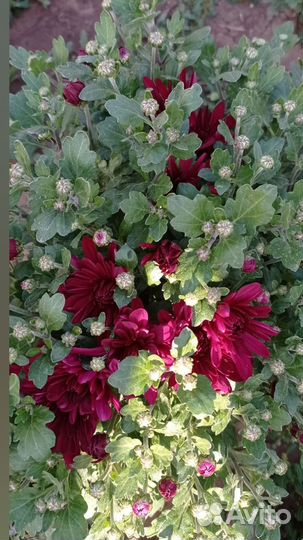 Хризантемы мультифлора