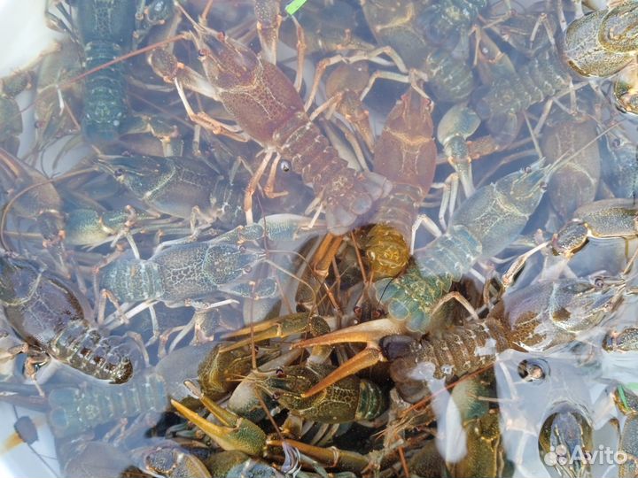 Продам живые раки