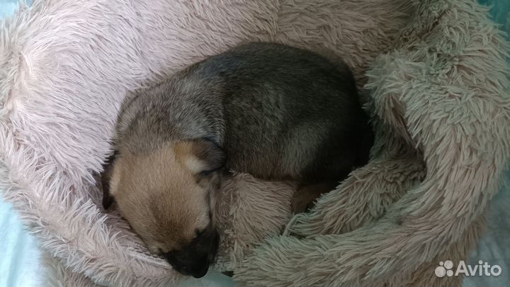 Щенок в добрые руки