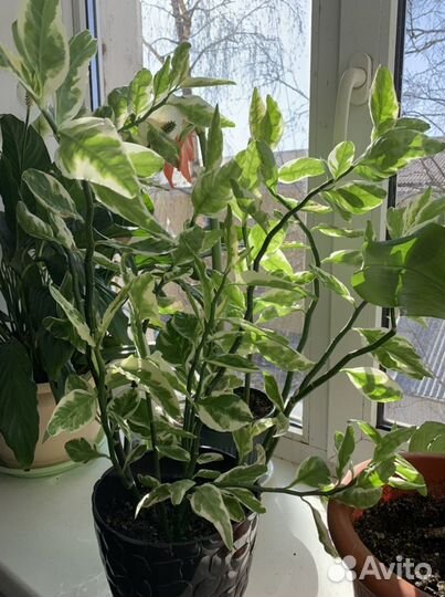 Комнатные цветы