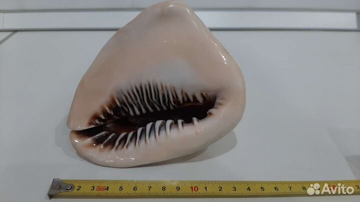 Раковина морская