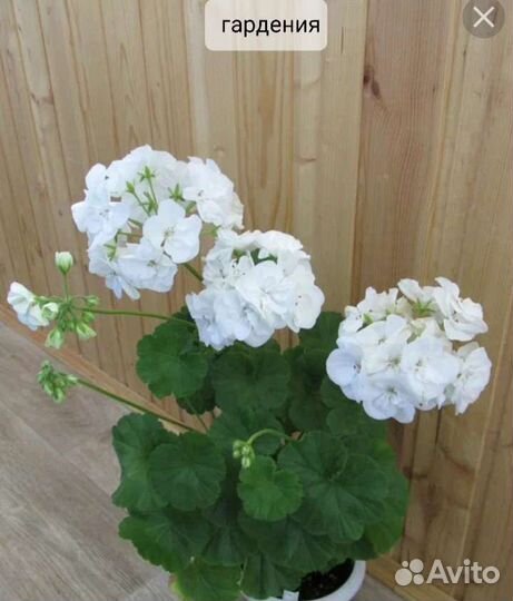 Пеларгония сортовая