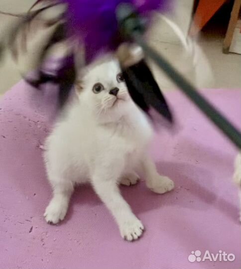 Шикарные котята