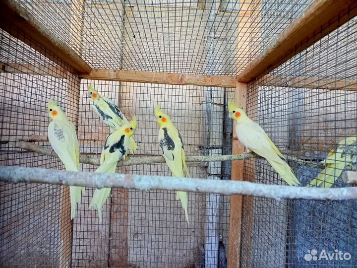 Попугаи кореллы (птенцы)