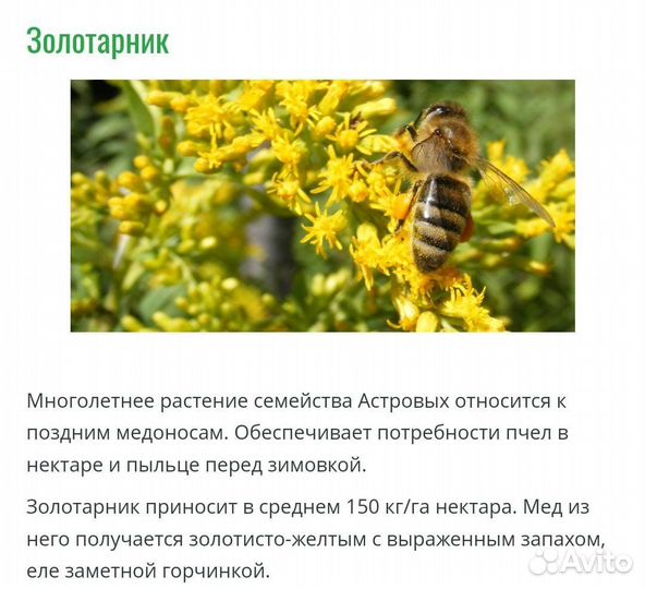 Пчелопакеты карника пешец