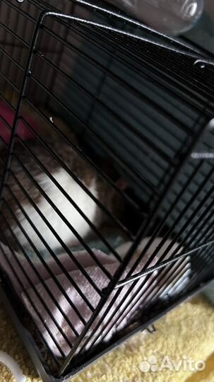 Крыса с клеткой