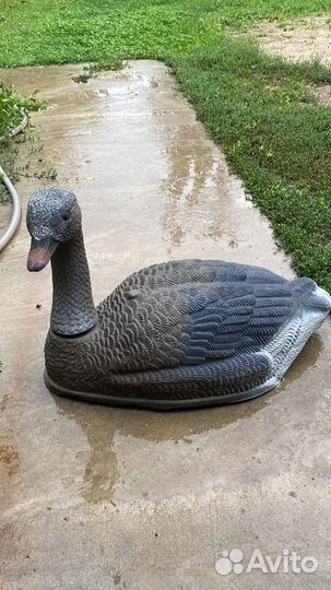 Подсадные утки и гуси для охоты