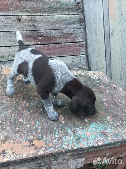 Продам щенков курцхаара