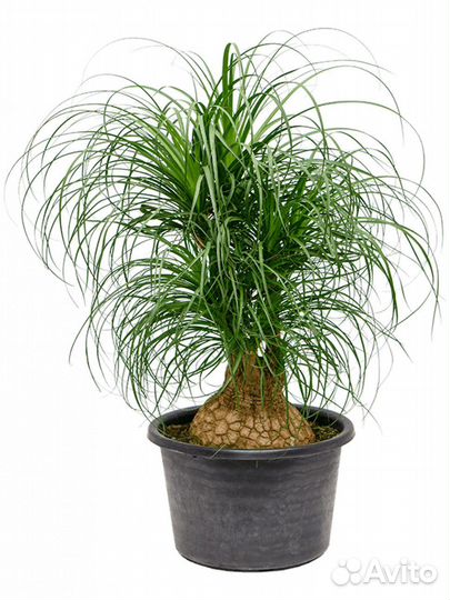 Бутылочное дерево Нолина Пальма Комнатные растения