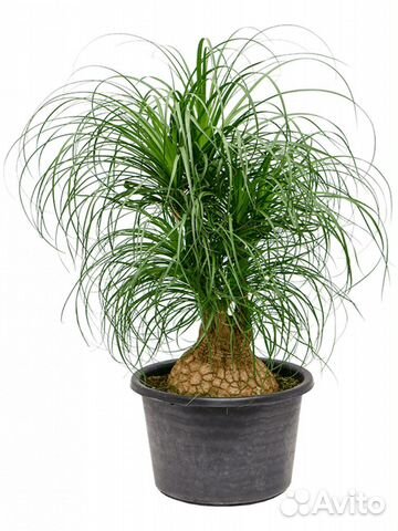 Бутылочное дерево Нолина Пальма Комнатные растения