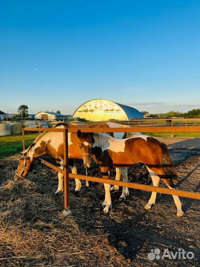 Продам кобылу и жеребчика 7 месяцев