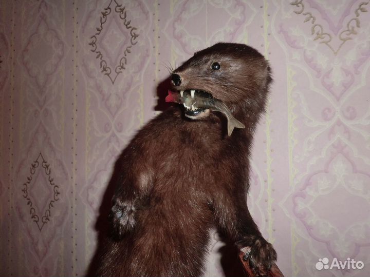 Чучело норки