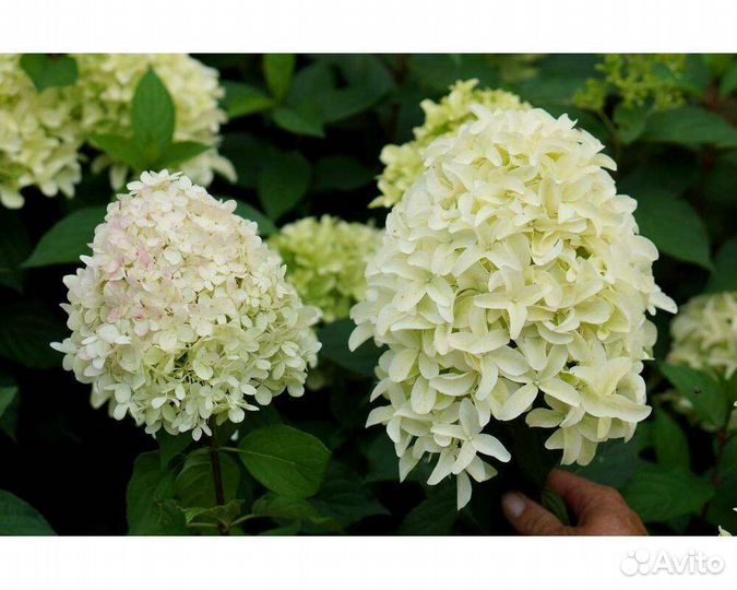 Гортензия метельчатая Коттон Крем