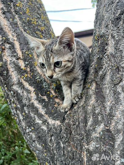 Кошка в дар