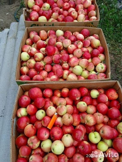 Яблоки оптом