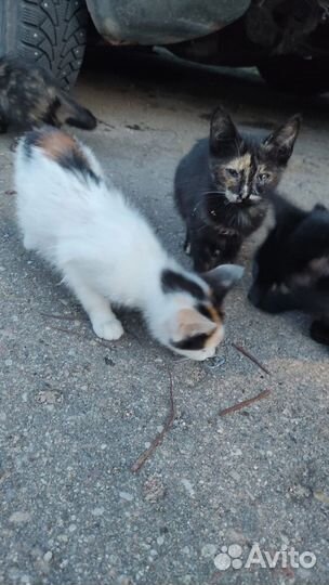 Котята ждут хозяина