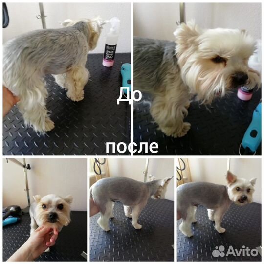 Уход за животными