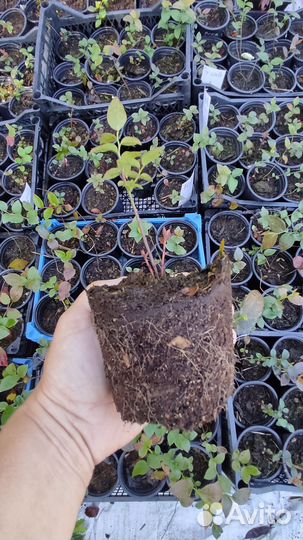 Саженцы голубики - Река