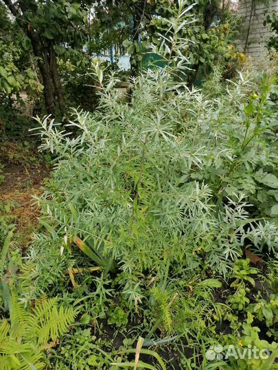 Саженцы облепихи и терна