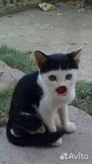 Наклейки хентаи аниме