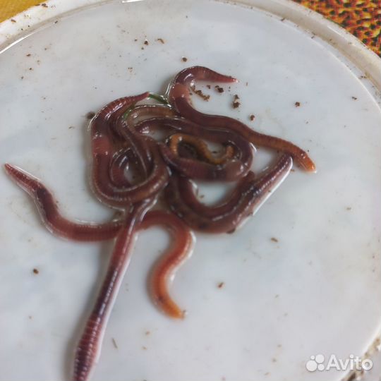 Червь для рыбалки