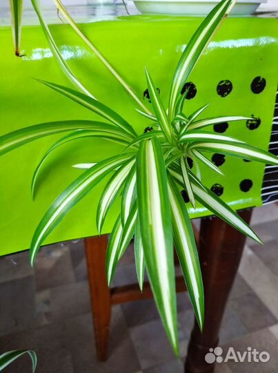 Комнатные растения