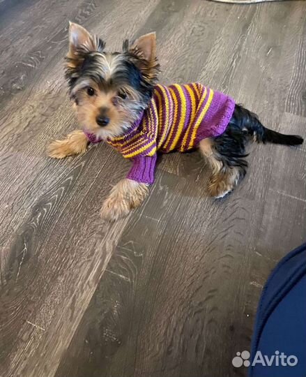 Одежда для животных