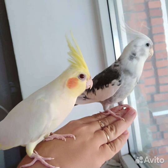 Попугай корелла