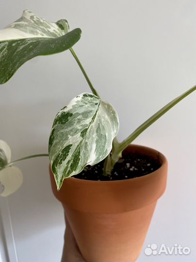 Монстера альба