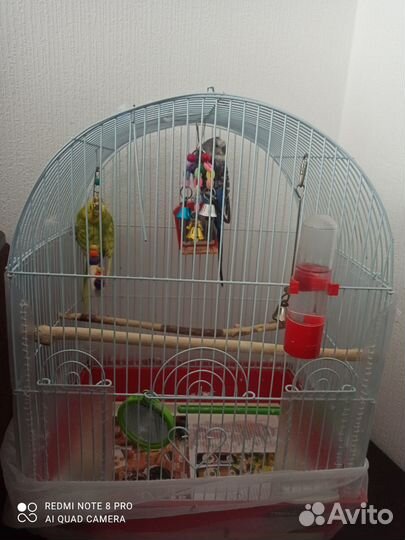 Волнистый попугай пара