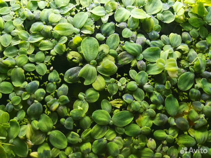 Водоросли для аквариума