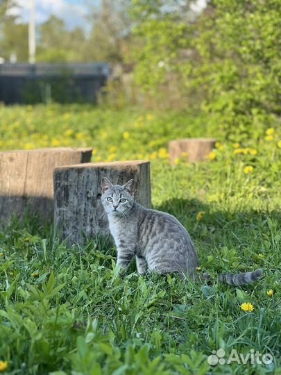 Котики хотят домой