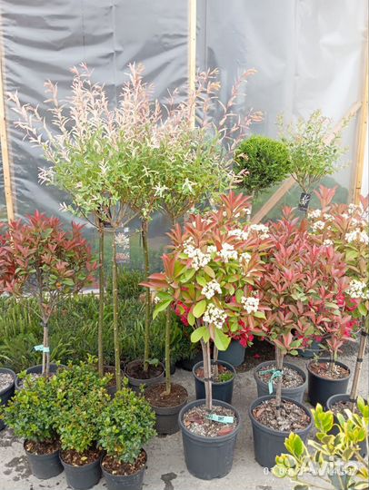 Уличные декоративные растения