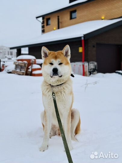 Вязка Акита-Ину