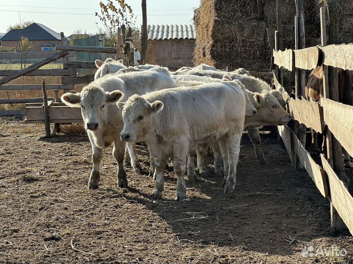 Быки на племя