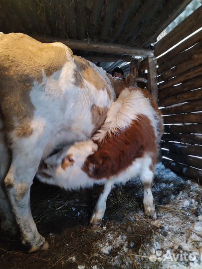 Бычок 6 месяцев