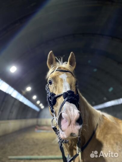 Мексиканская уздечка для лошади