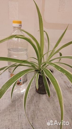 Хлорофитум