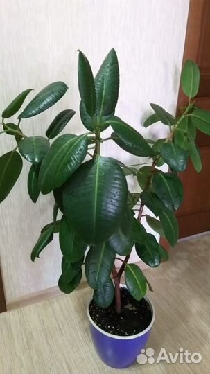 Крупные напольные растения