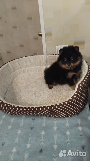 Померанский шпиц