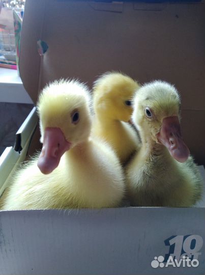 Гусята 
