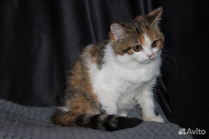 Окрас калико