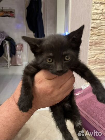 Котята в добрые руки бесплатно