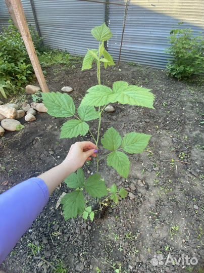 Ежевика садовая