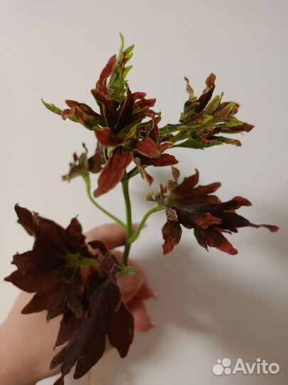 Цветы колеусы