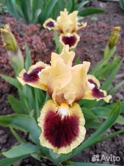 Ирисы карликовые