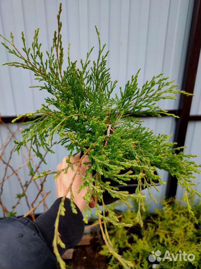 Можжевельник много сортов