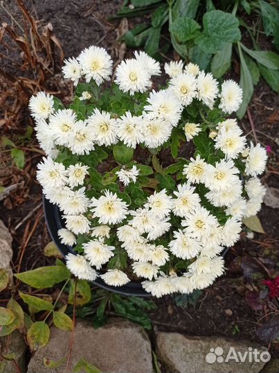 Хризантемы